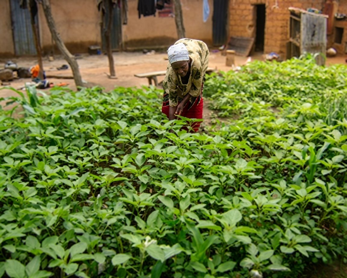 Woman tending a homestead garden
